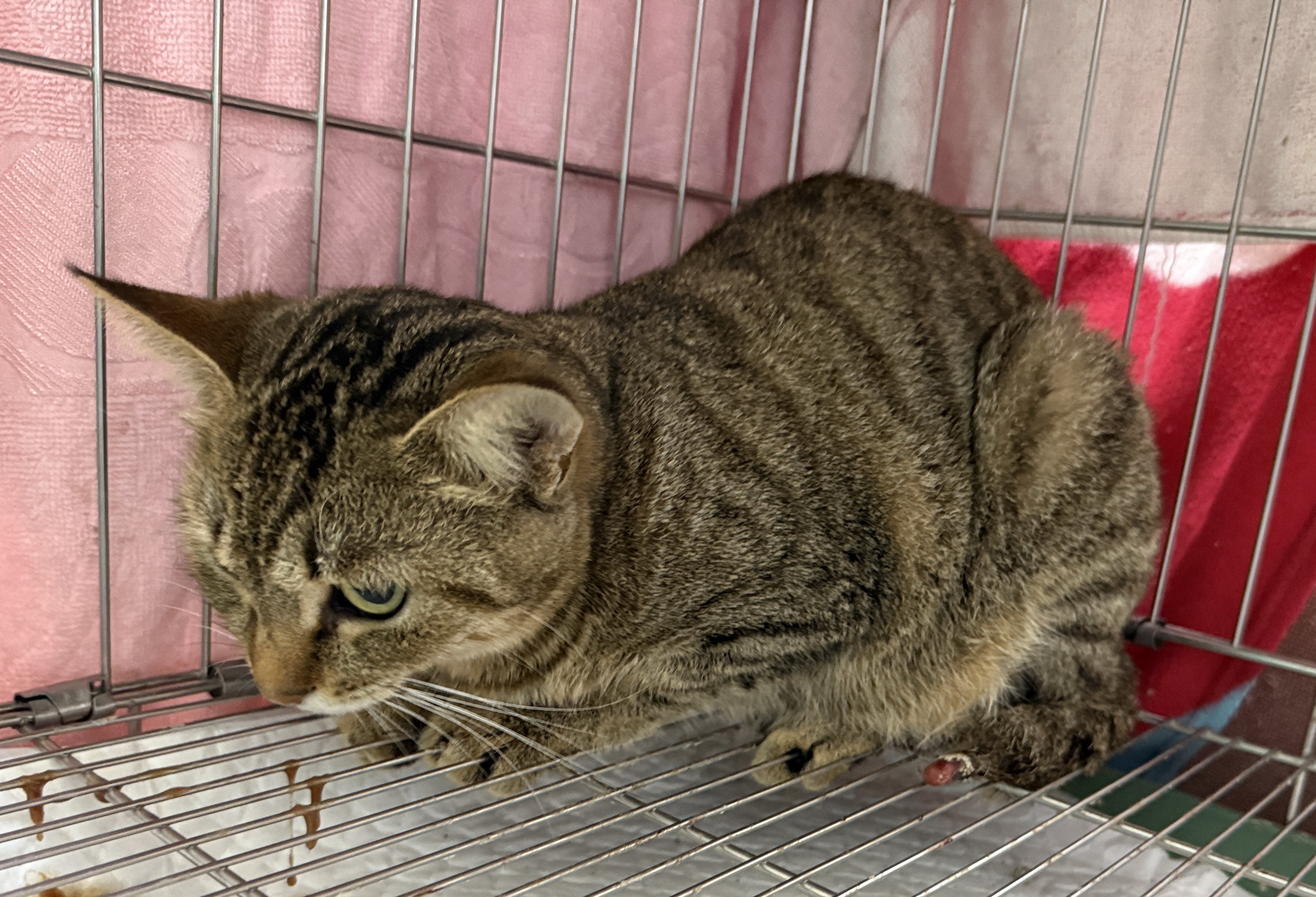  虎斑黑貓手術前照片