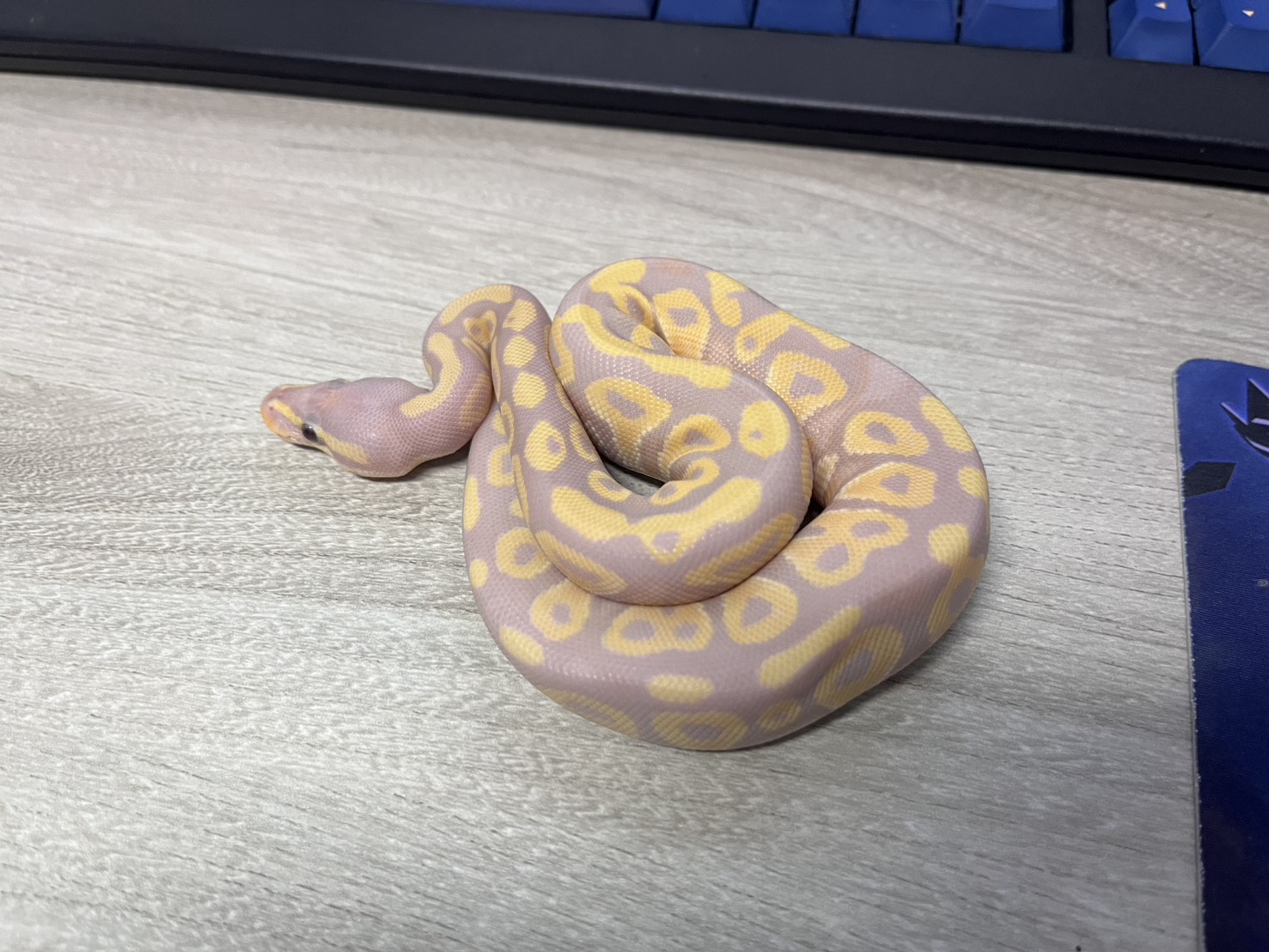 近年寵物蛇因體色多變、不占空間且不太會有毛髮、氣味等問題熱度不斷上升