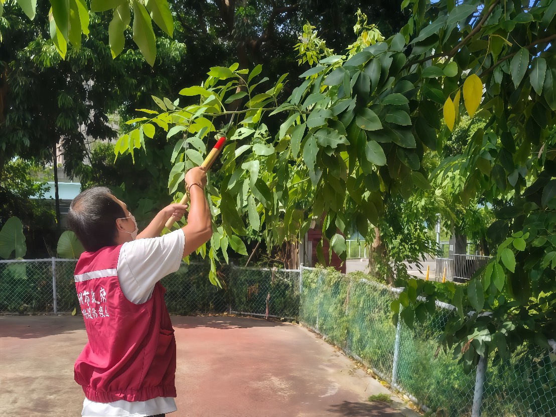 修剪樹木降低受風面