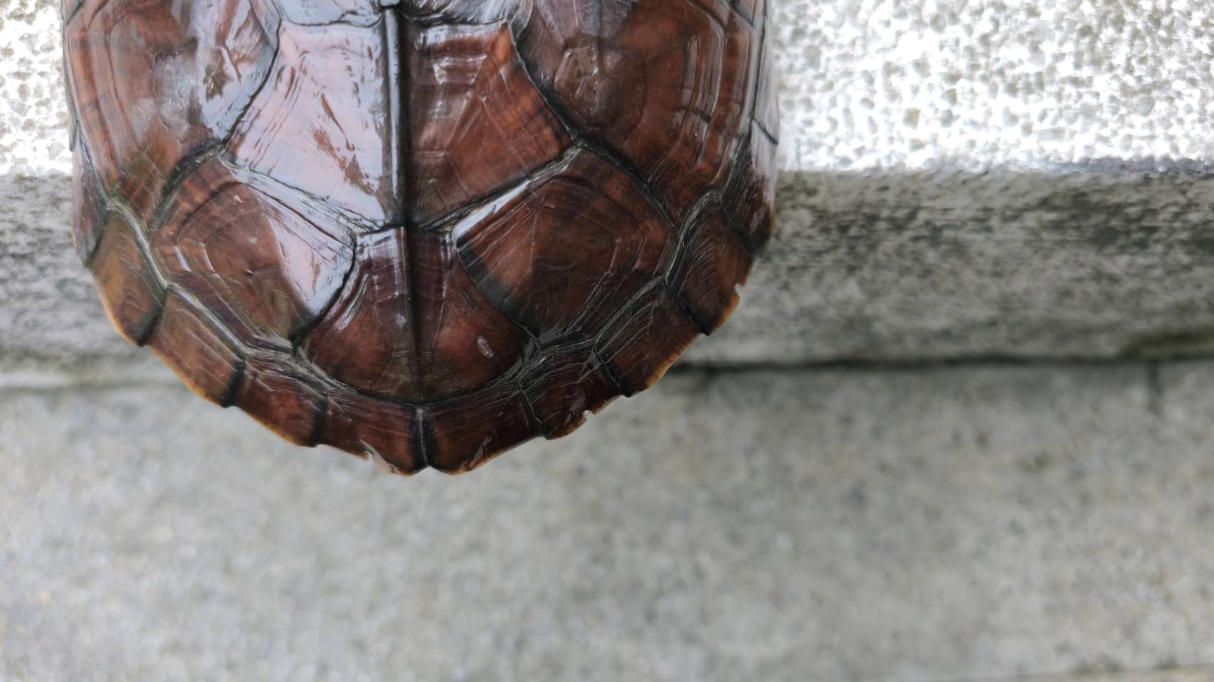  利用刻痕標記及捉放法評估柴棺龜族群量，收集柴棺龜的活動範圍、距離、棲地利用型態等資料