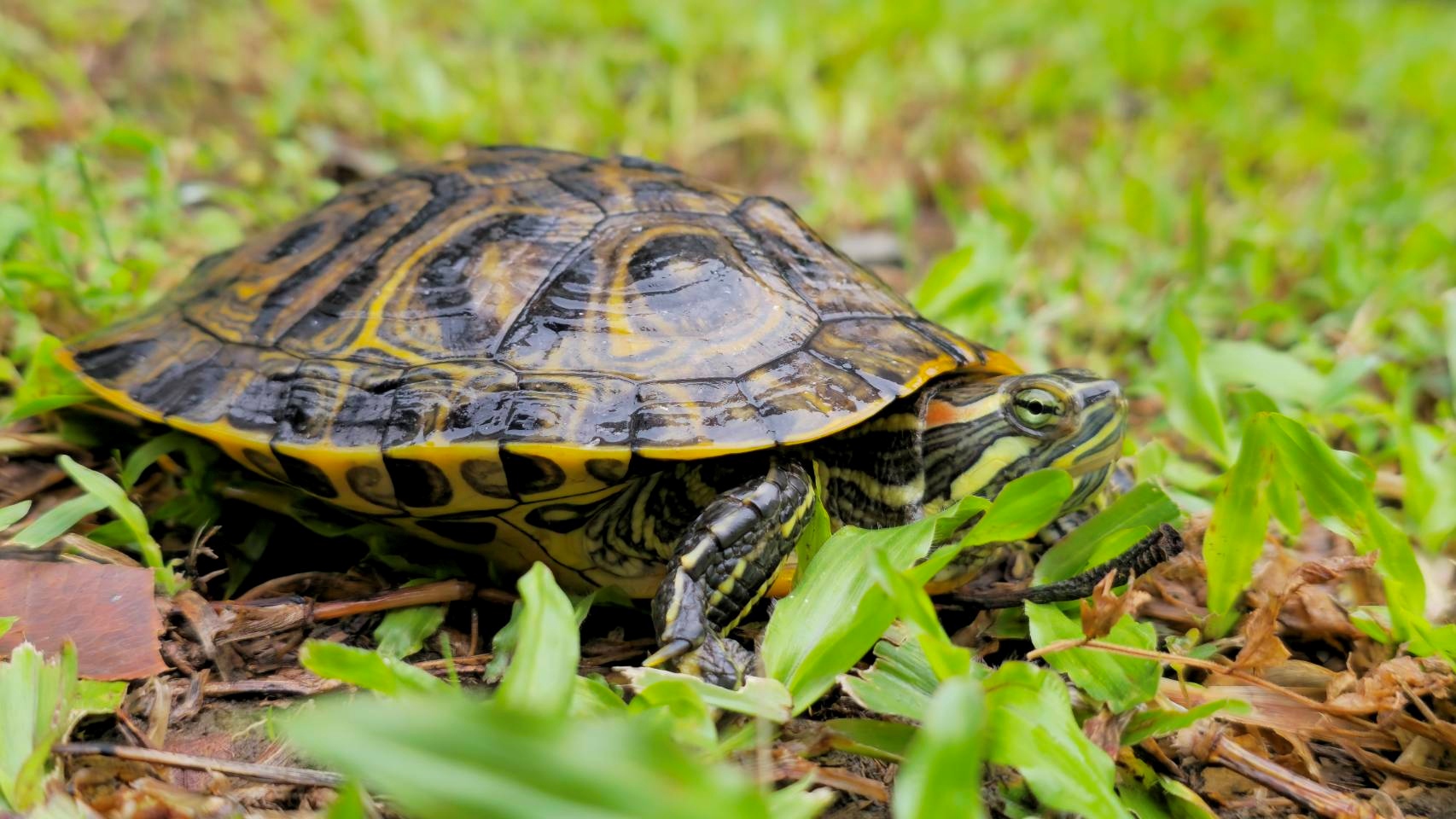 紅耳龜，原產於北美密西西比河及格蘭德河流域
