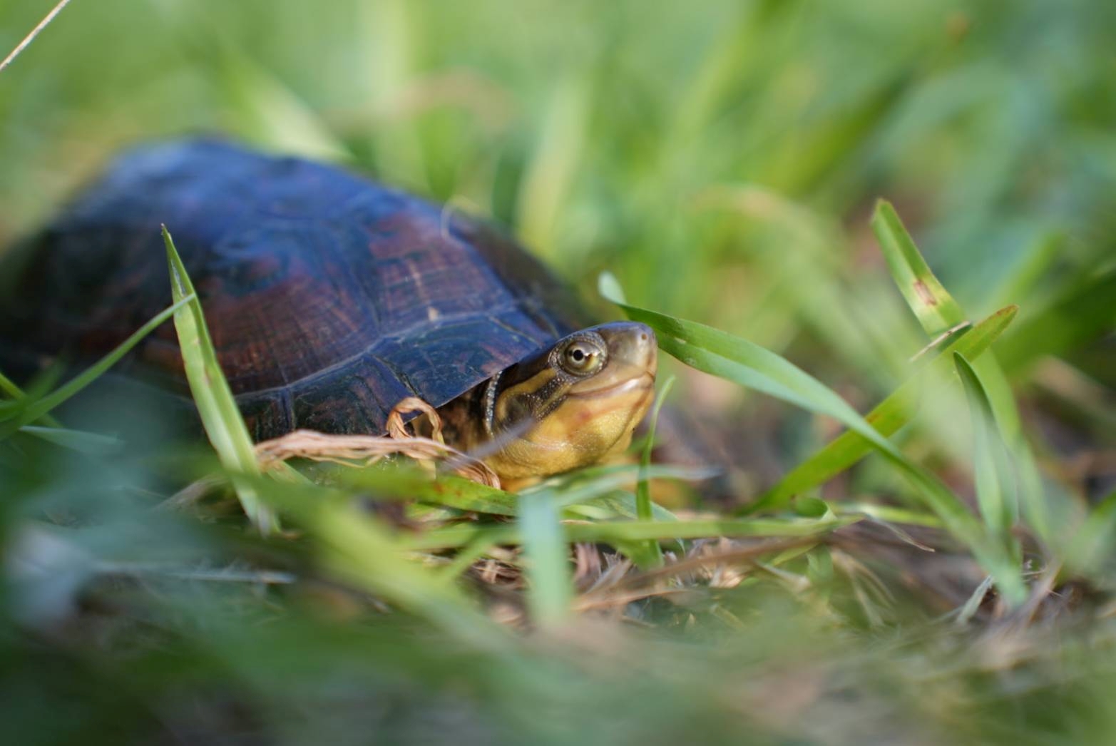柴棺龜又稱黃喉擬水龜，是臺灣原生的淡水龜類，原本廣泛分布於低海拔地區的水田、溝渠與溪流中