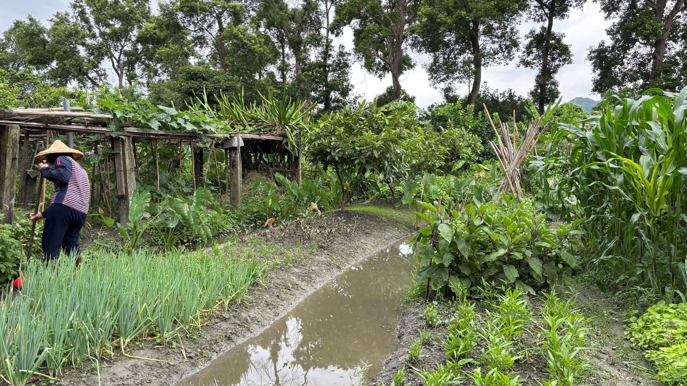 農田為柴棺龜提供隱蔽棲地及充足食物來源