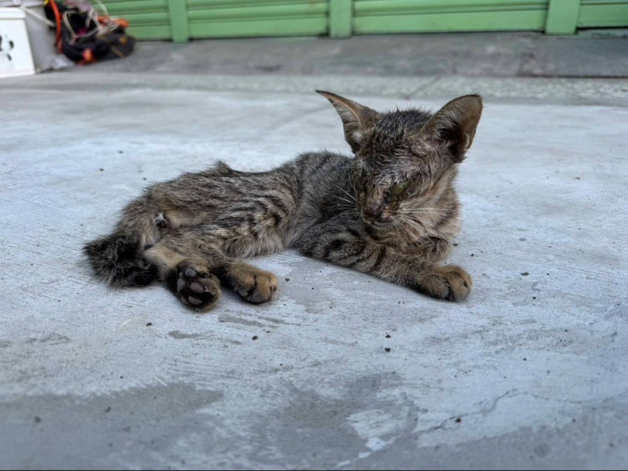 小枯葉在巷弄間被發現奄奄一息