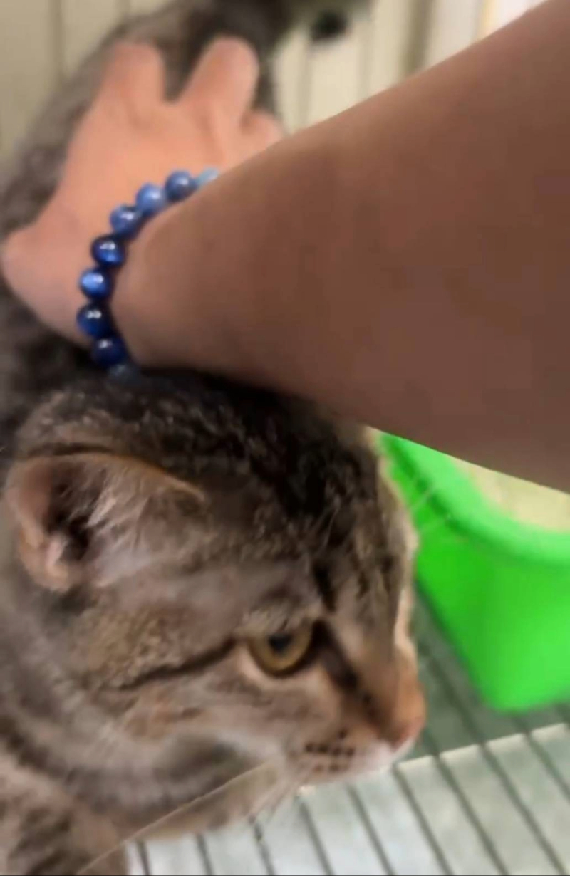 小枯葉相當友善親人