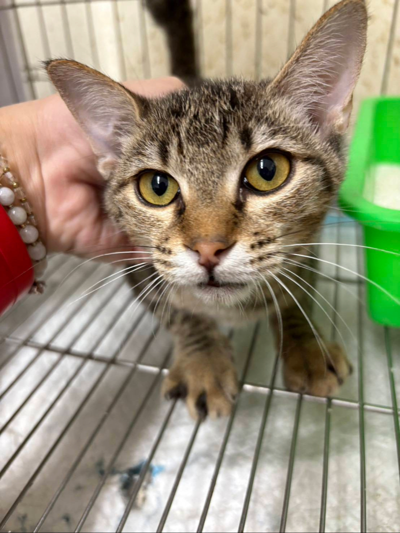 已恢復健康有明亮大眼