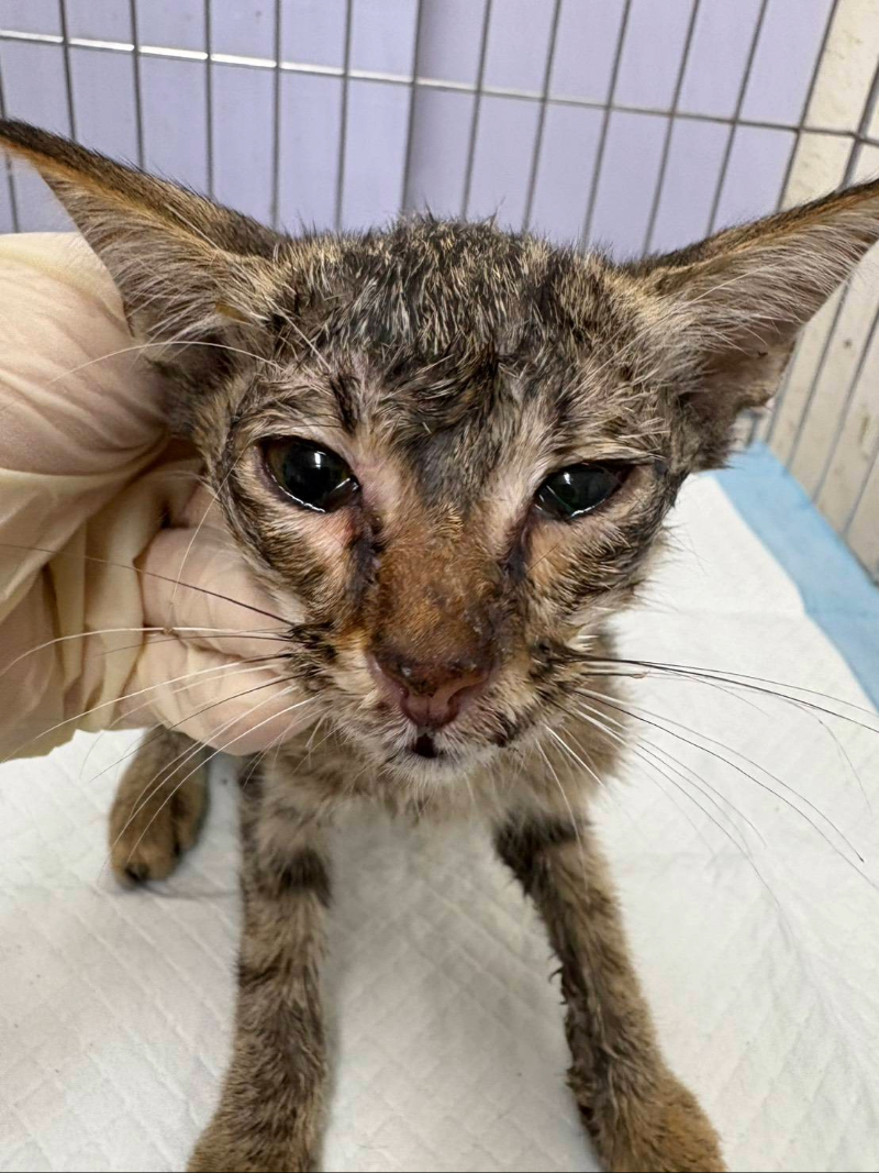  治療中已有好轉