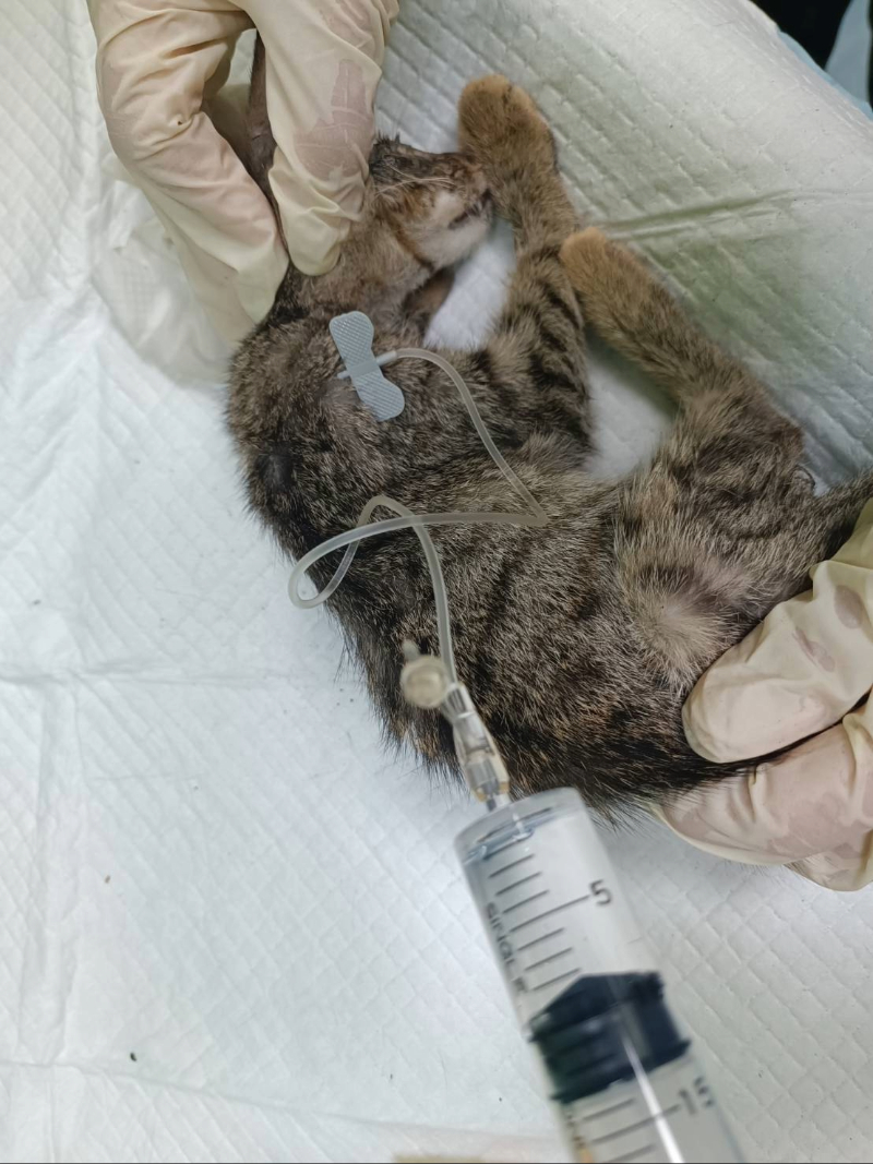  獸醫師為小枯葉進行治療