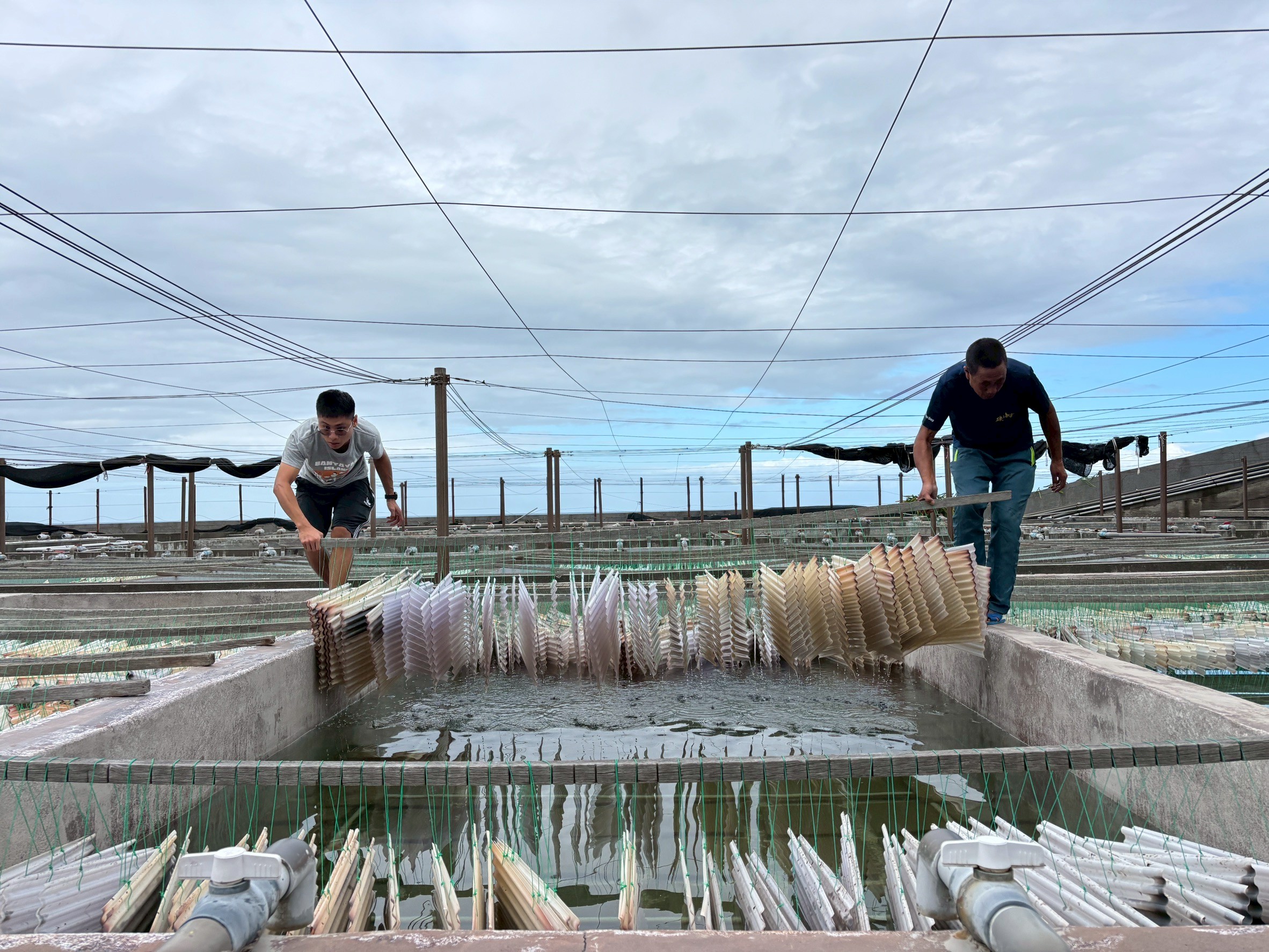 作業員架設浪板，培養附著性藻類，讓九孔苗附著