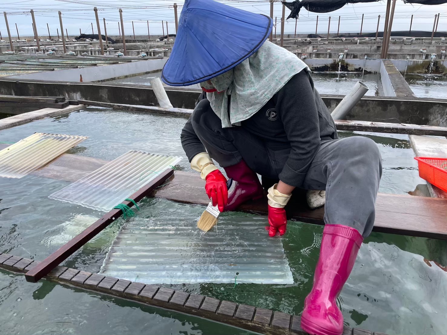 工作人員手持毛刷輕輕將九孔寶寶刷下