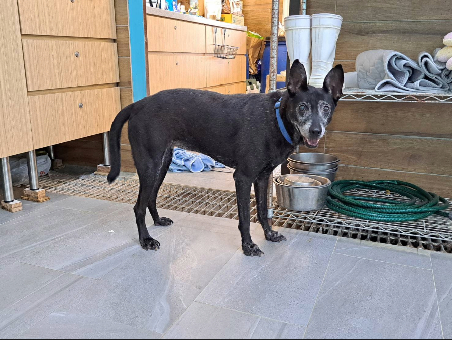 糖尿病好發於中老年齡的犬貓