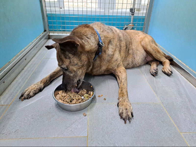 糖尿病的徵兆包括飲水量增加、頻尿、食慾旺盛卻體重下降