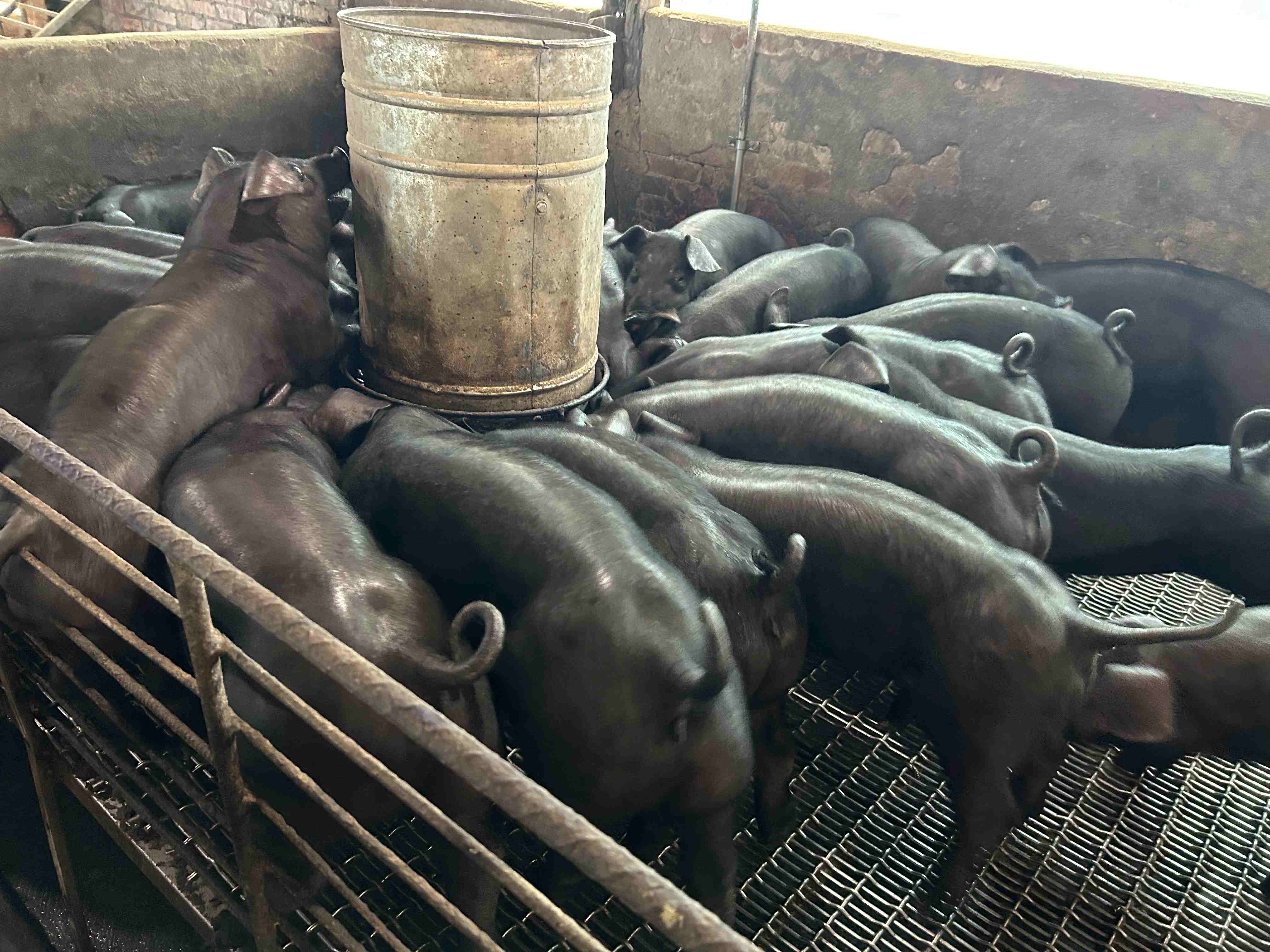 新北加碼飼料及設備補貼，協助養豬產業穩定營運，符合資格之養豬場即日起可向新北市養豬協會提出申請