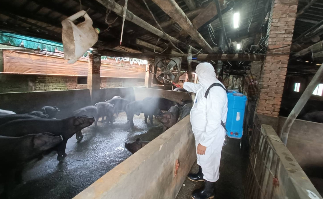 新北市提供轄內養豬場相關防疫設施及消毒設備補助，強化防疫防線