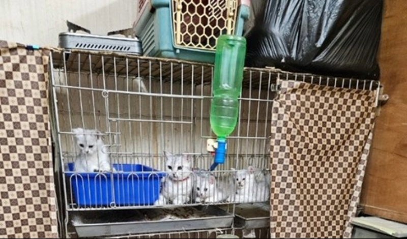  未施打晶片貓隻