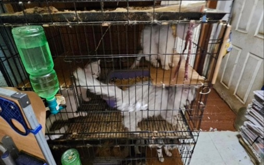  貓隻籠具環境髒亂