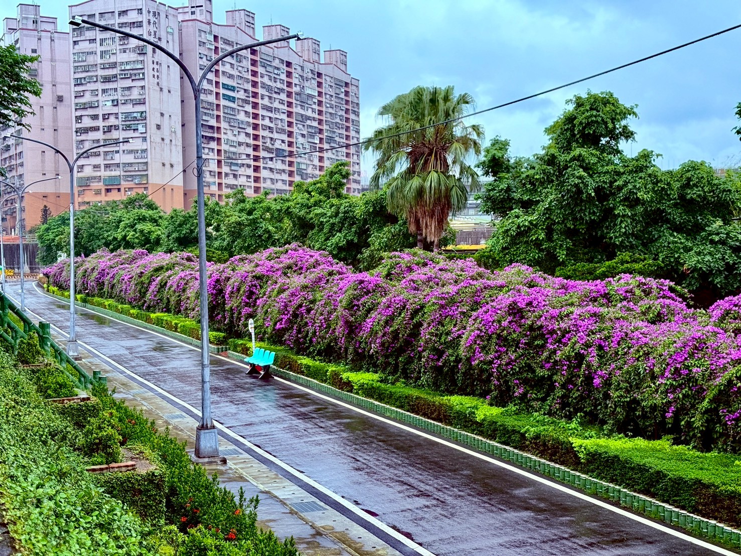 泰山楓樹河濱公園有座長達近200公尺的紫色長廊，花開時節一串串密集的花穗從枝頭垂掛而下，氣勢磅礡
