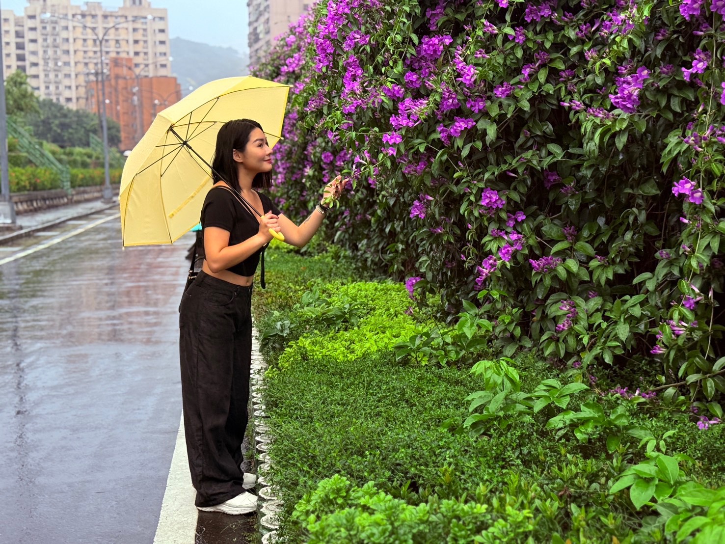 泰山楓樹河濱公園蒜香藤正迎來短暫的花期高峰，歡迎一同前來浪漫賞花