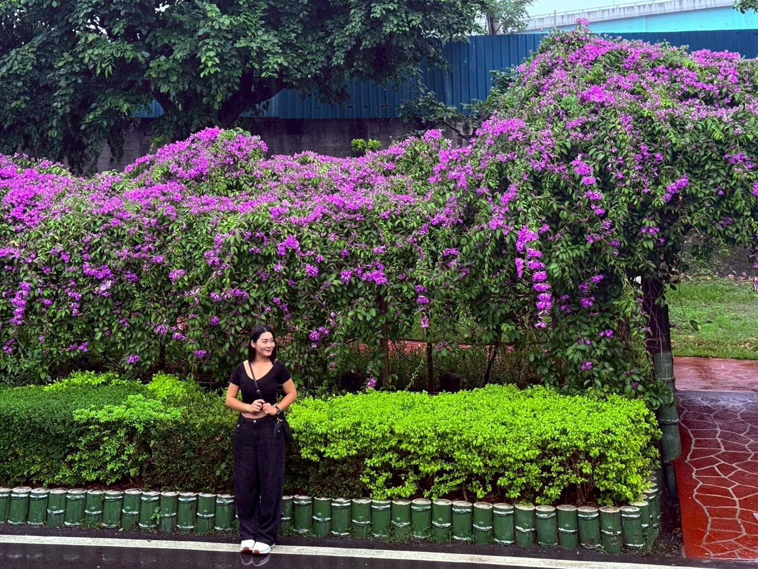 蒜香藤花開時節一串串密集的花穗從枝頭垂掛而下，非常適合拍夢幻網美照