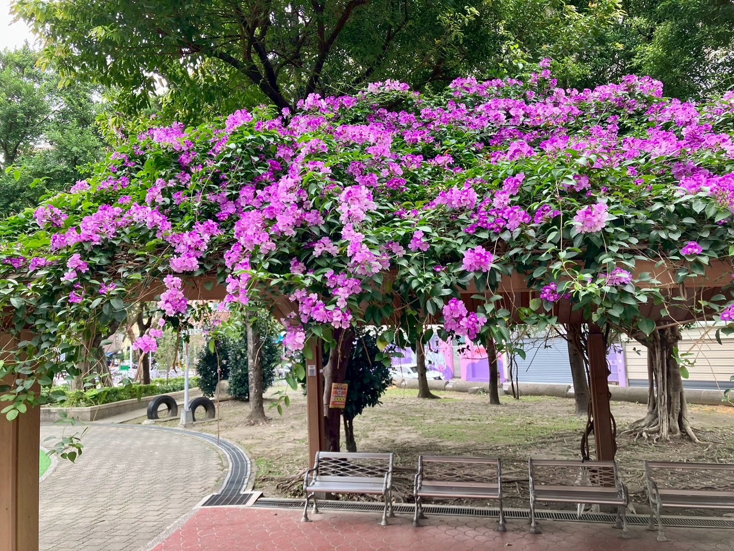 三重二二八和平公園浪漫的紫色花瀑沿著屋簷優雅垂落，將整座公園渲染成一片柔美而夢幻的氛圍