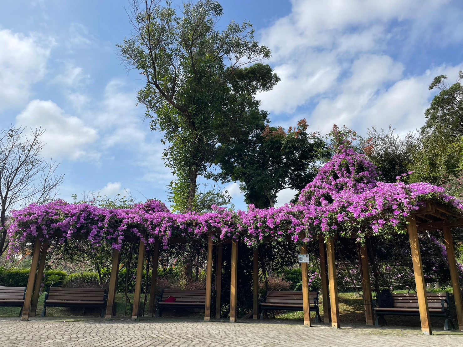 鶯歌永吉公園也是浪漫賞蒜香藤景點之一 (目前正含苞待放，圖為資料照片)