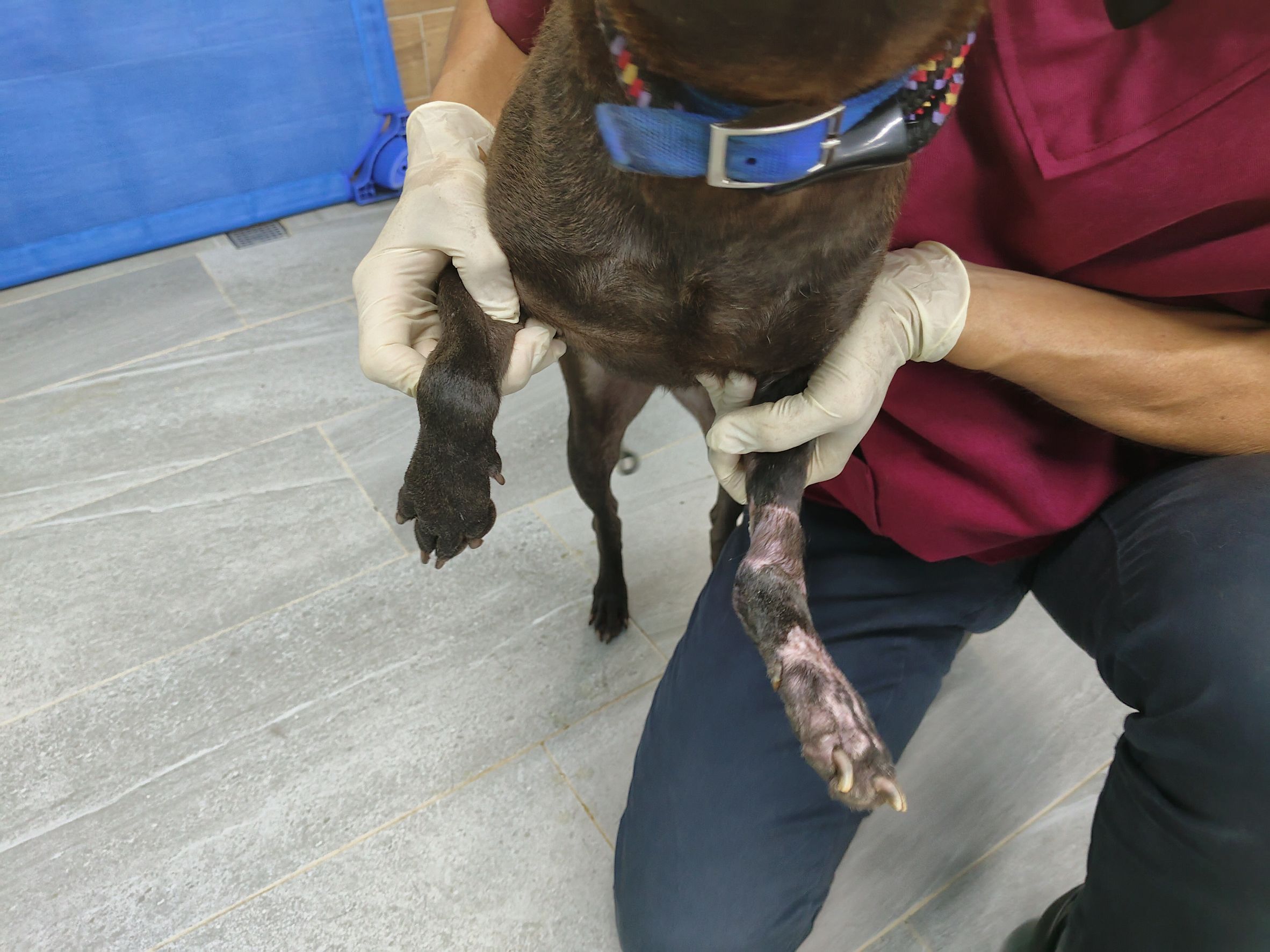  「沙拉」復原情況良好，成功保住左前腳