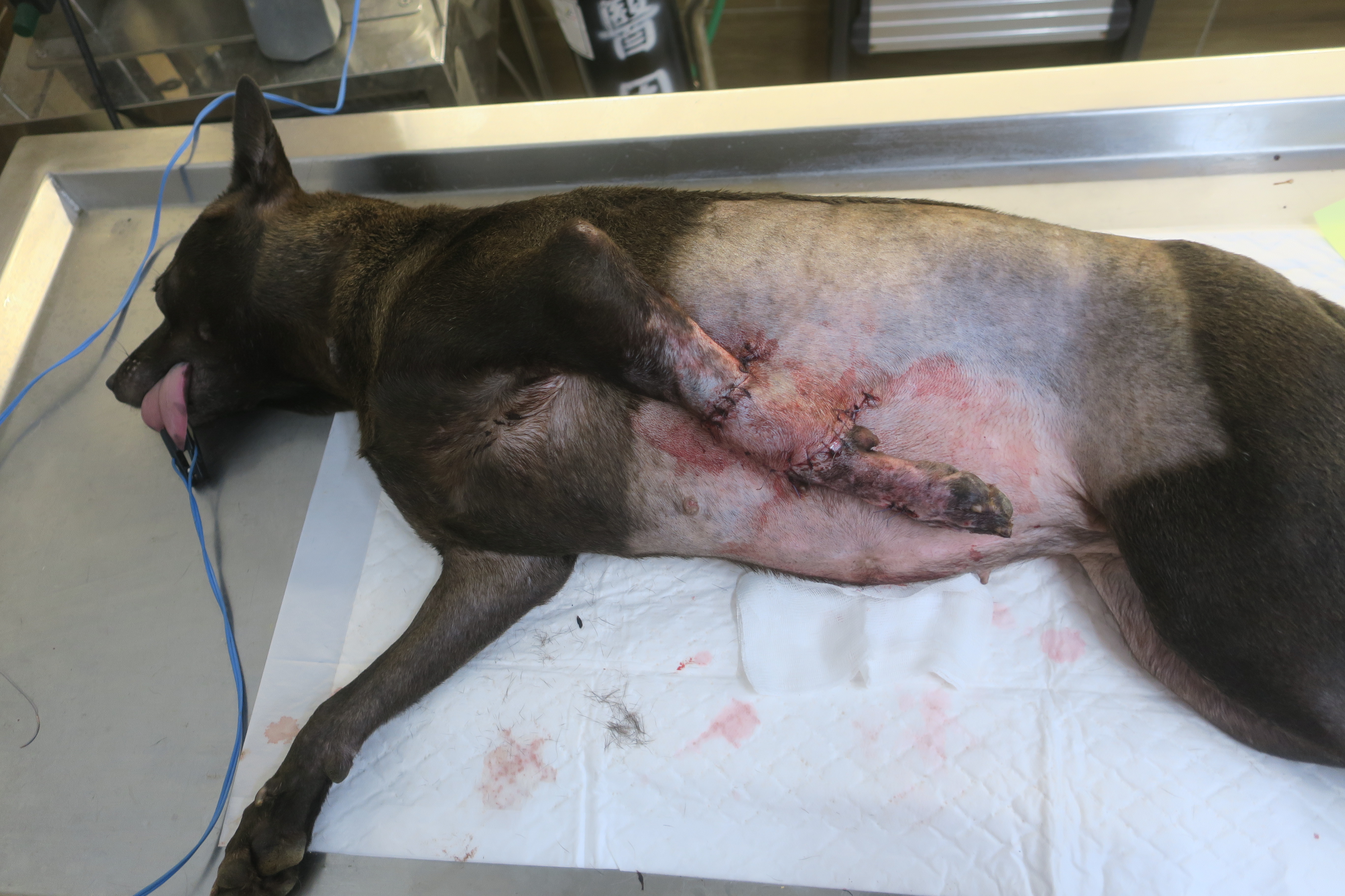  由於腳腕處皮膚無法自然癒合，經評估後以犬隻腹部皮膚進行移植，並將左前腳與腹部縫合固定兩週，以利皮膚順利貼合
