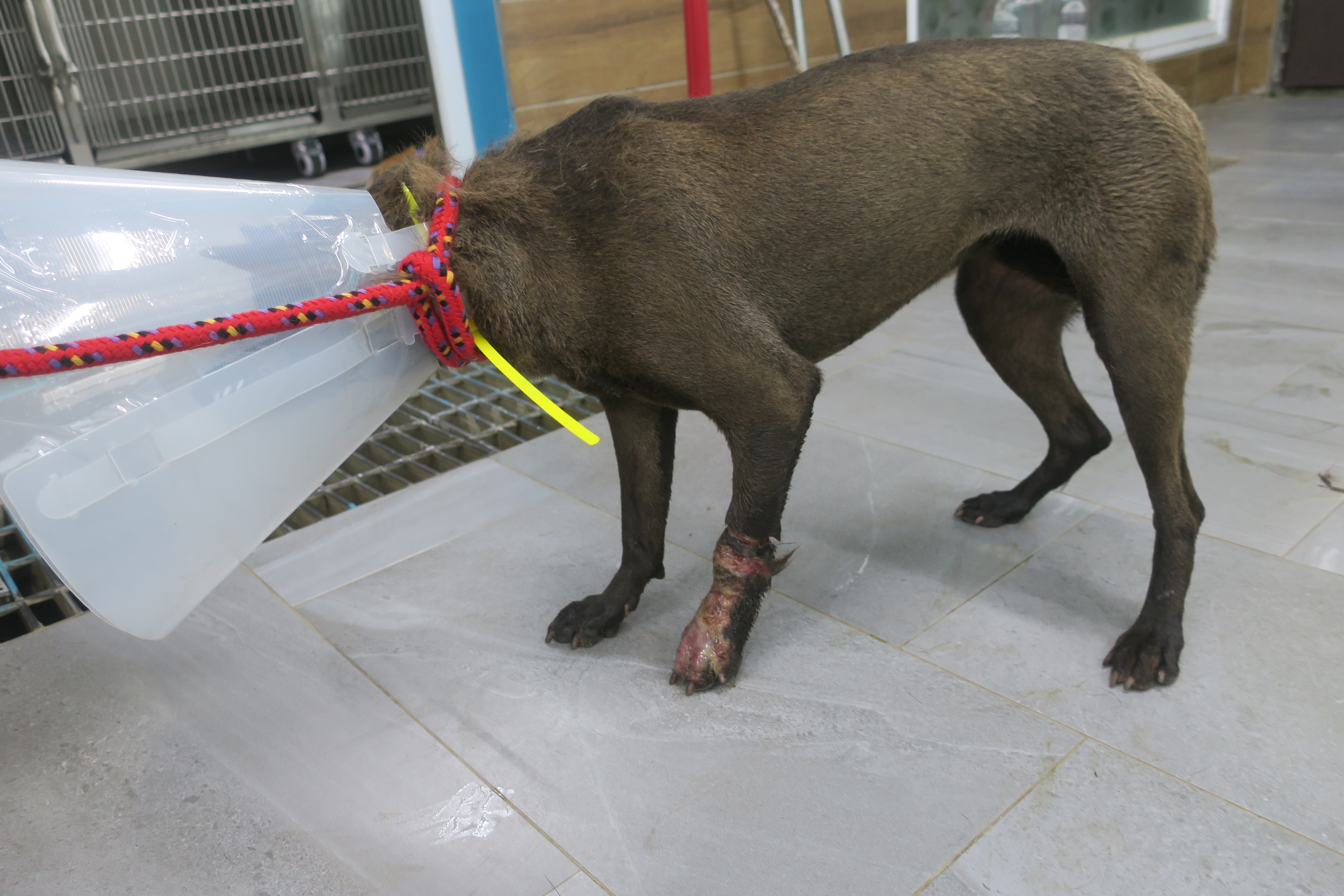  沙拉」因左前腳受傷被民眾發現後通報救援，後送至中和動物之家