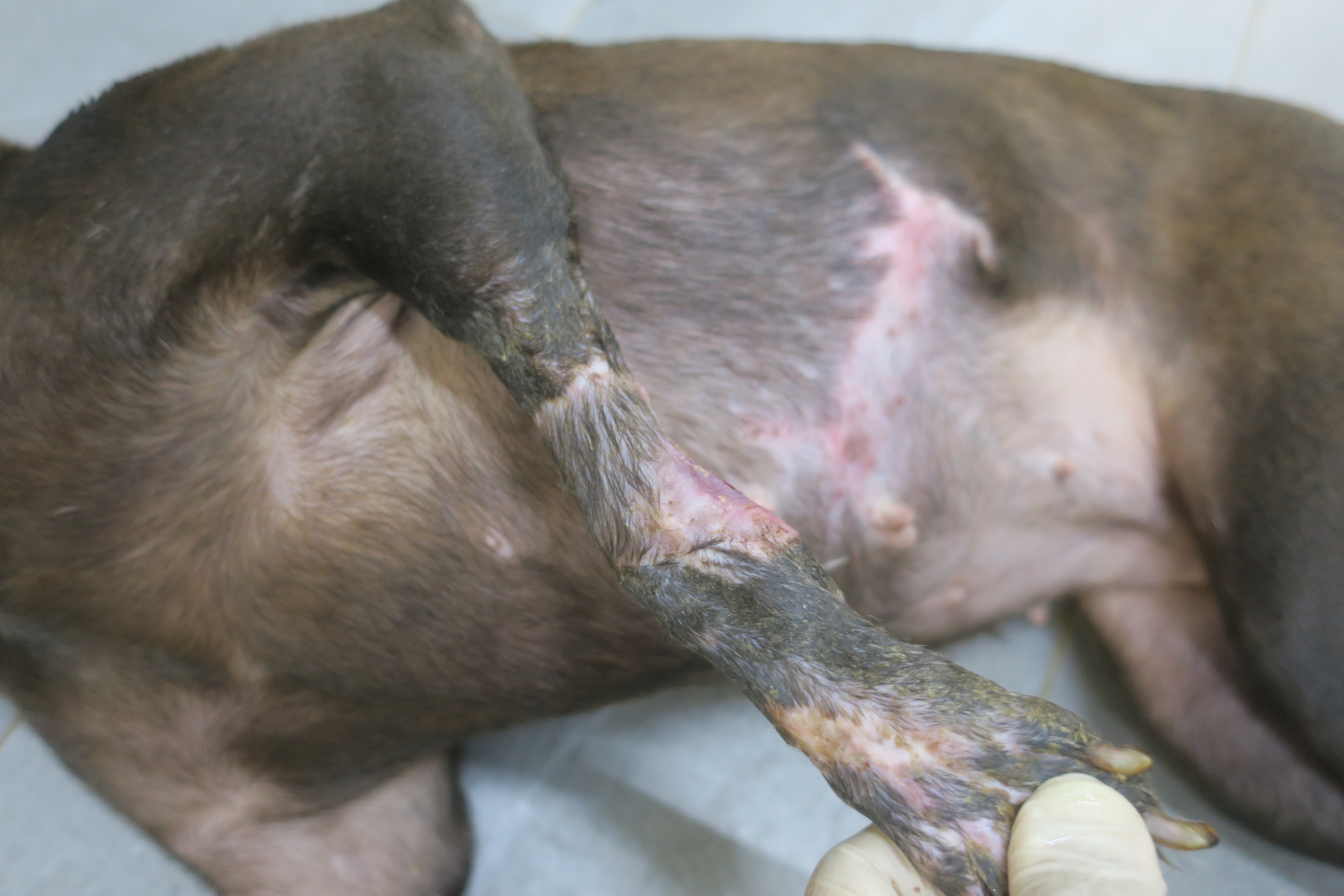 兩週後再將腹部皮膚切下，縫合至腳部缺損處。經過細心照護與持續換藥至傷口癒合.