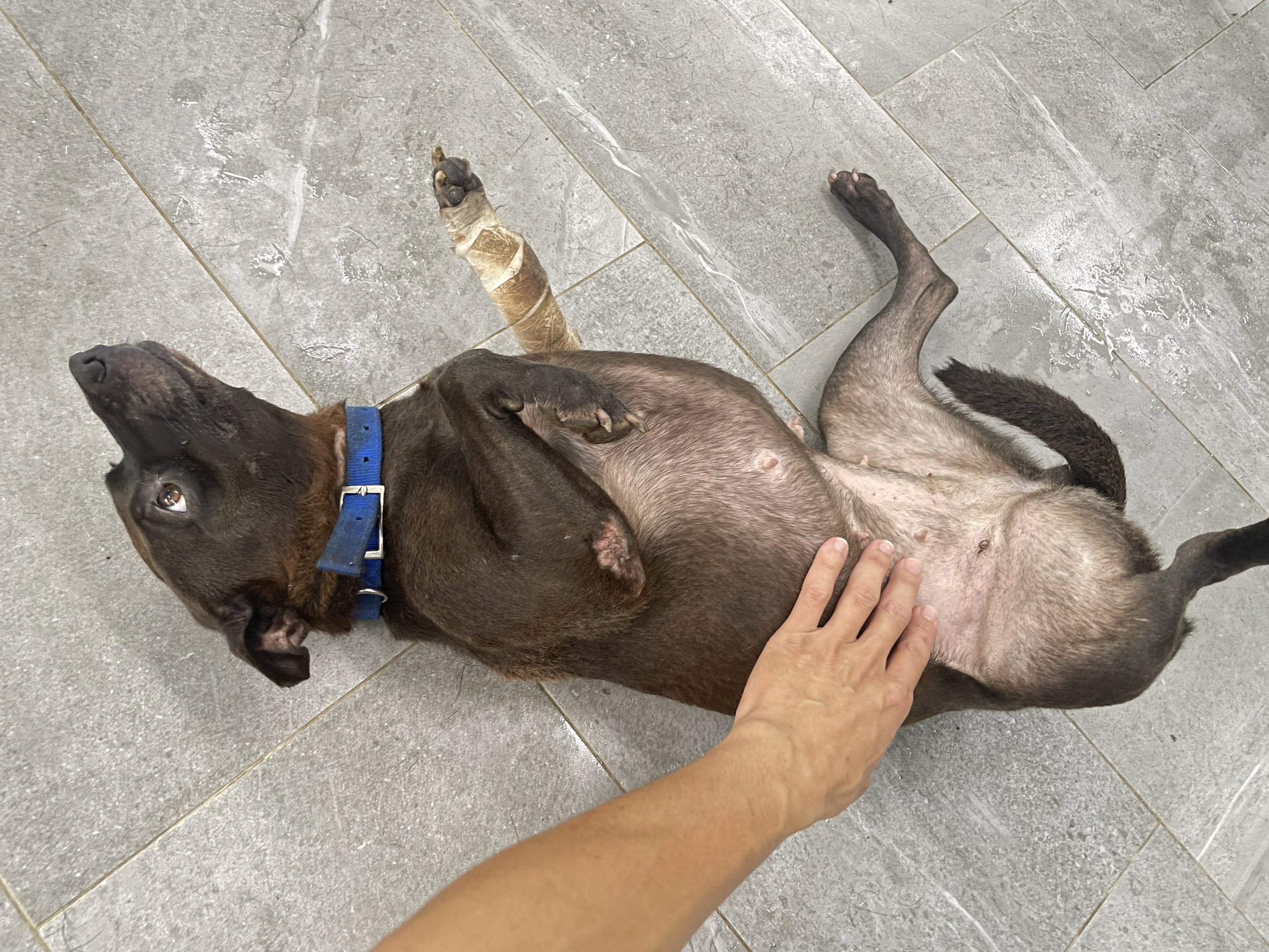 動物之家動保員文季嬌表示，「沙拉」個性親人、愛撒嬌，常主動翻肚皮讓人撫摸