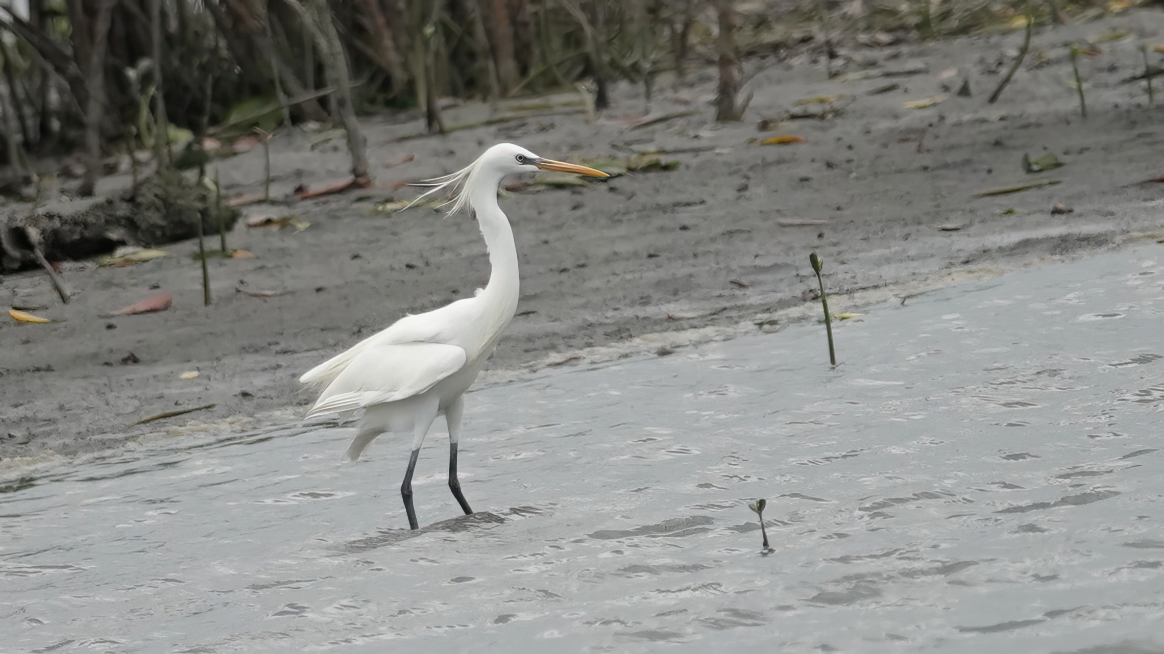 挖子尾自然保留區提供生態友善棲地，吸引唐白鷺駐足