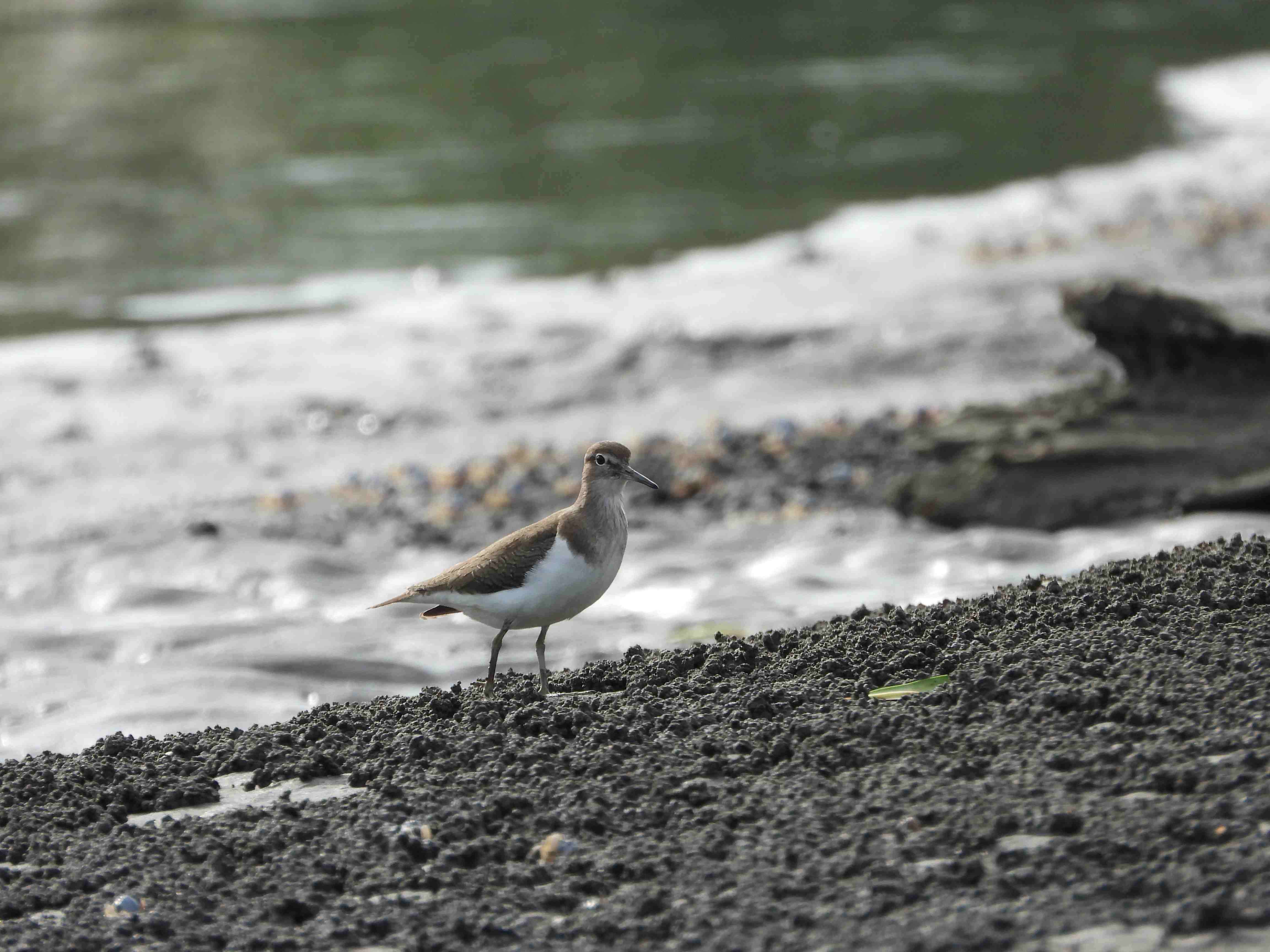 觀察鳥類的最佳時機通常是在退潮時段，圖為泥灘地露出時，吸引磯鷸停棲