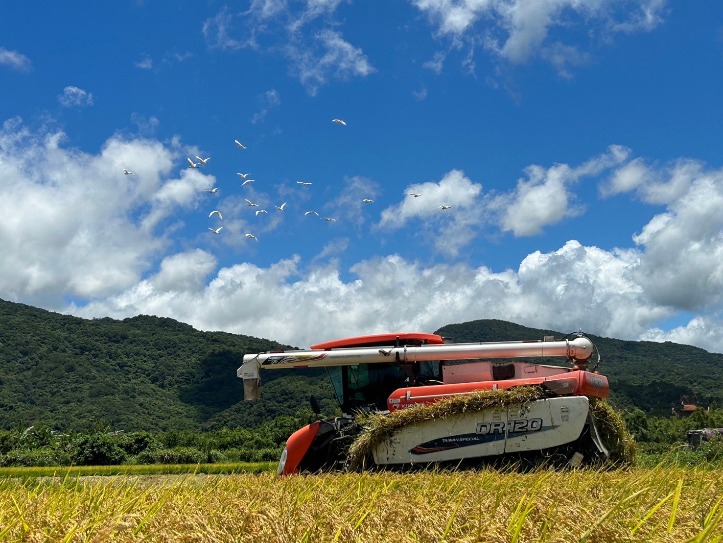 田寮洋羽豐米豐收祭活動開跑，邀請民眾在芒花盛開之際來貢寮走走