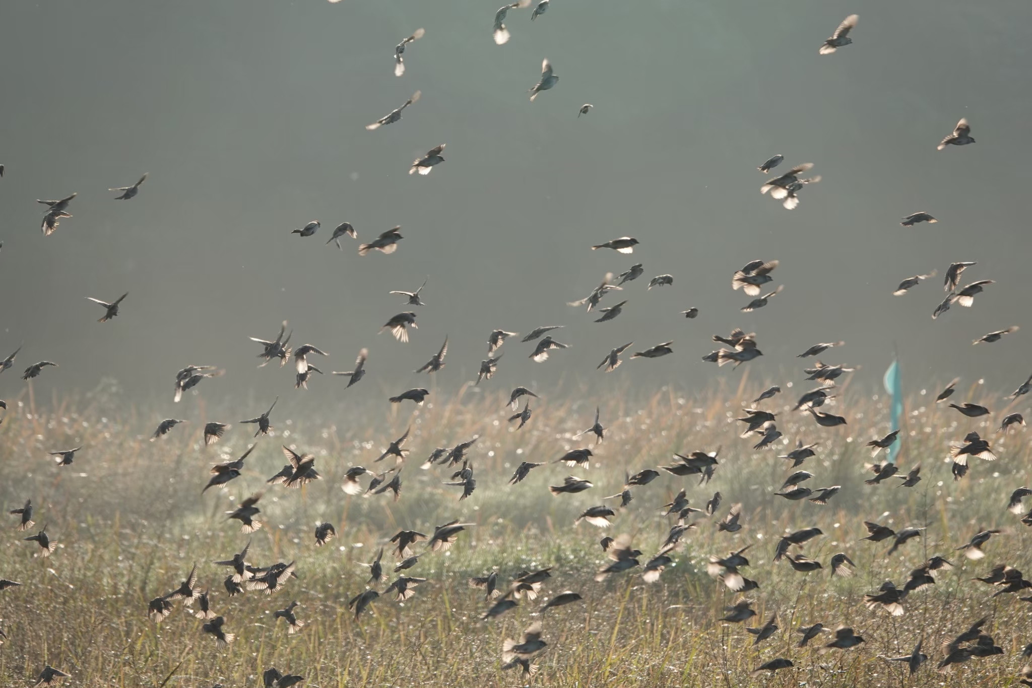 田寮洋復育有成，吸引眾多鳥類於秋冬之際駐足