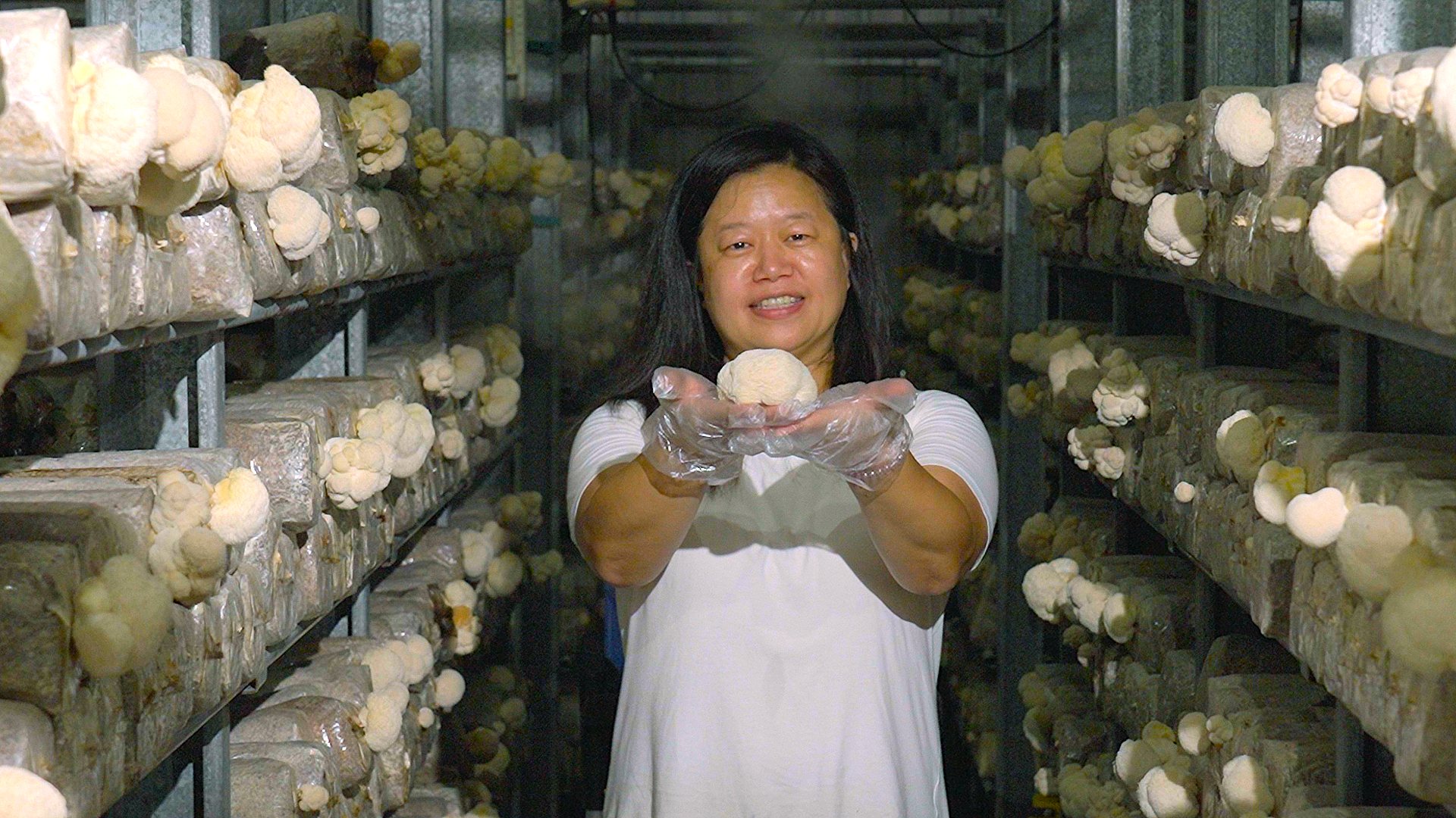 小棲蘭森林農場位於三峽山區種植新鮮猴頭菇(資料照片)