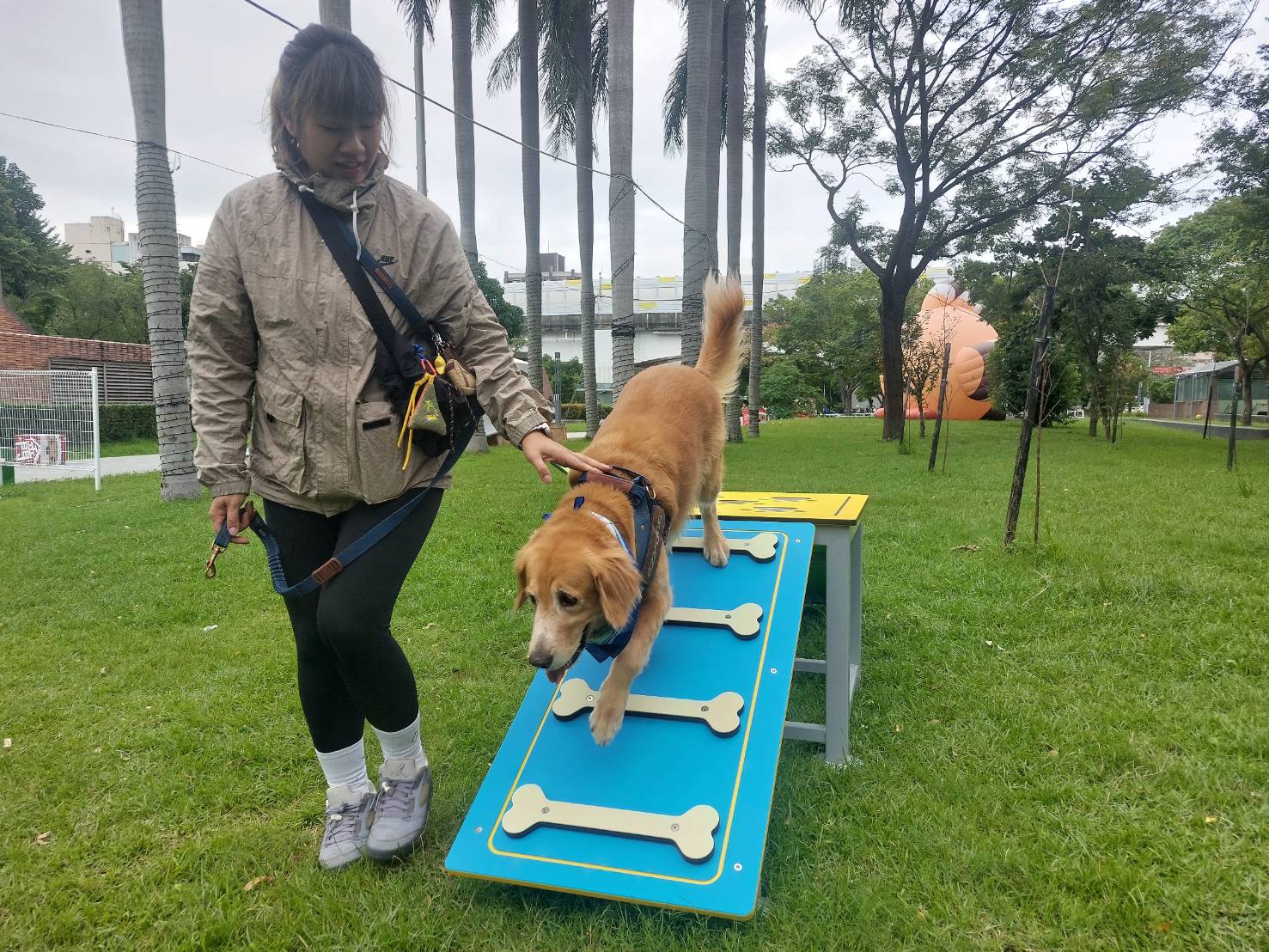 寵物大型專業遊具進場第一天，已有毛爸帶著寶貝前來試玩