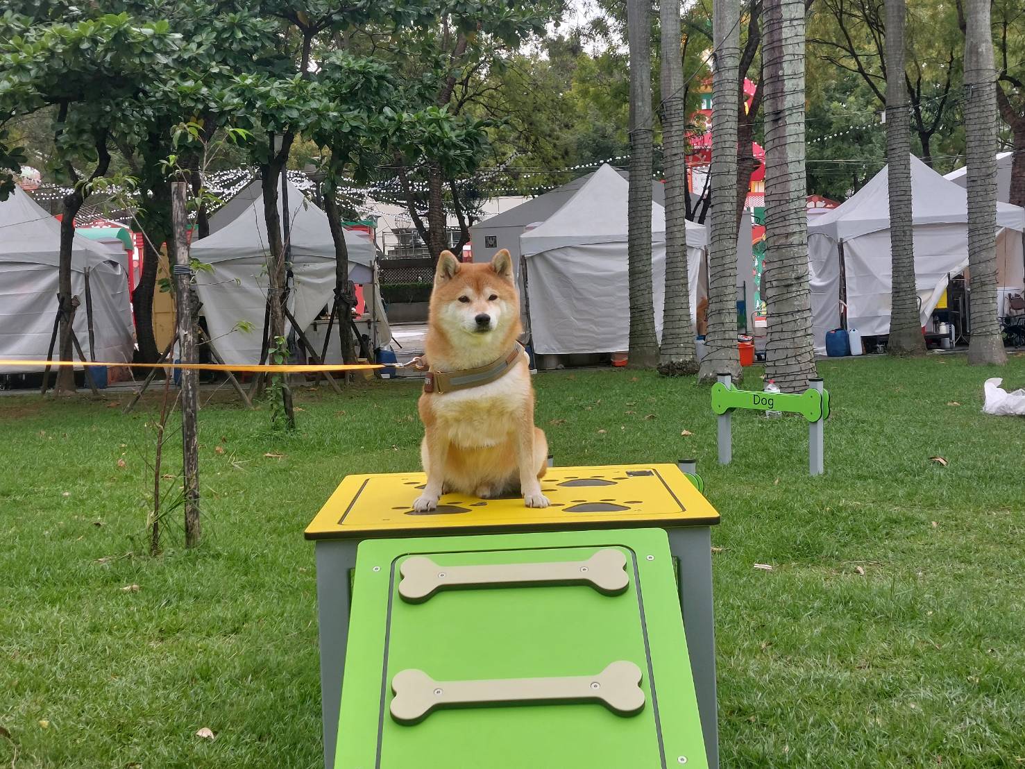 寵物平台走梯，給毛寶貝不一樣的趣味體驗