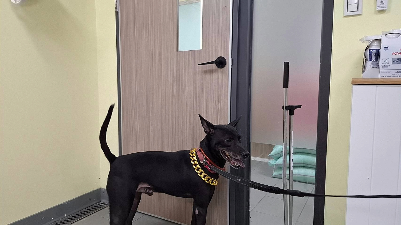  要求卸下犬隻太陽眼鏡，動保處確認犬隻身心狀況