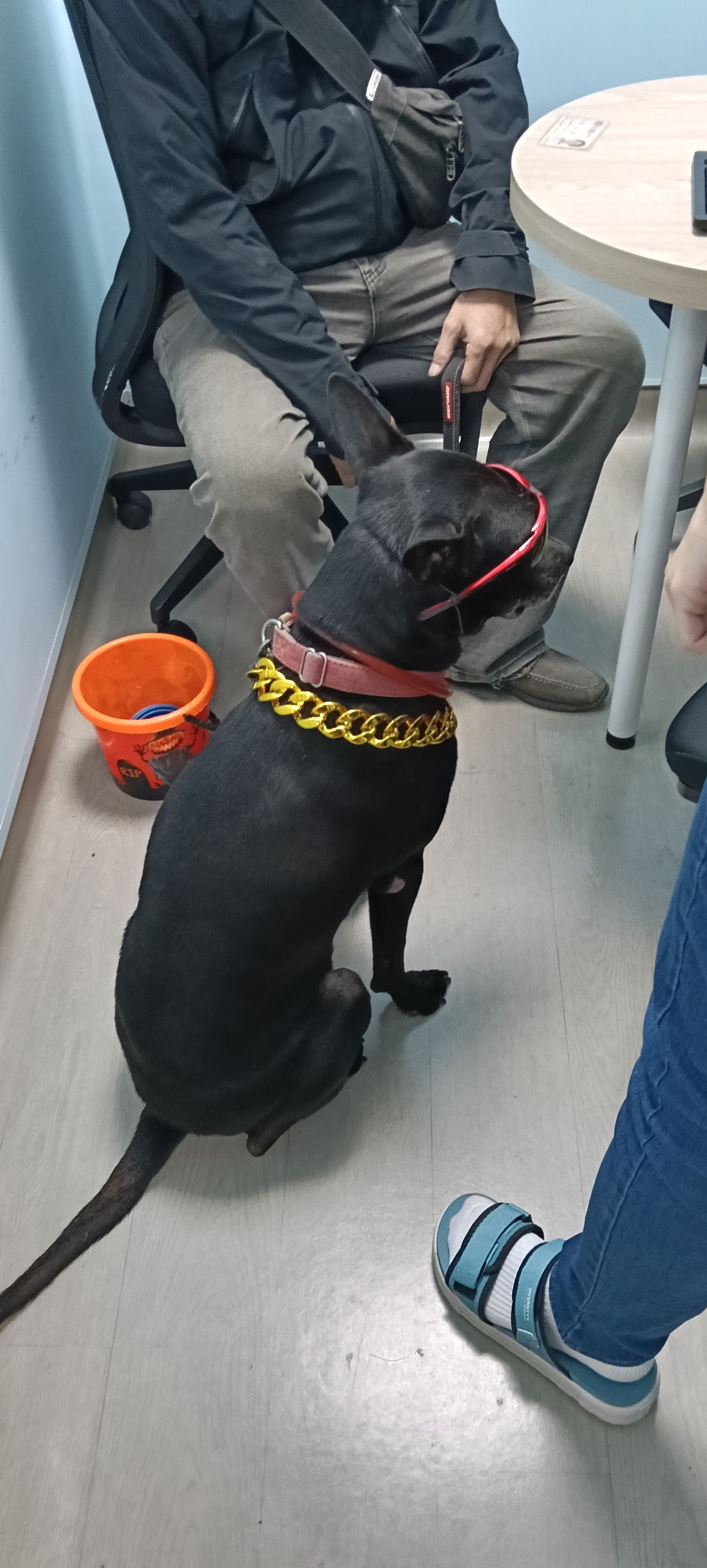 飼主帶犬隻至動保處說明飼養和教養狀況