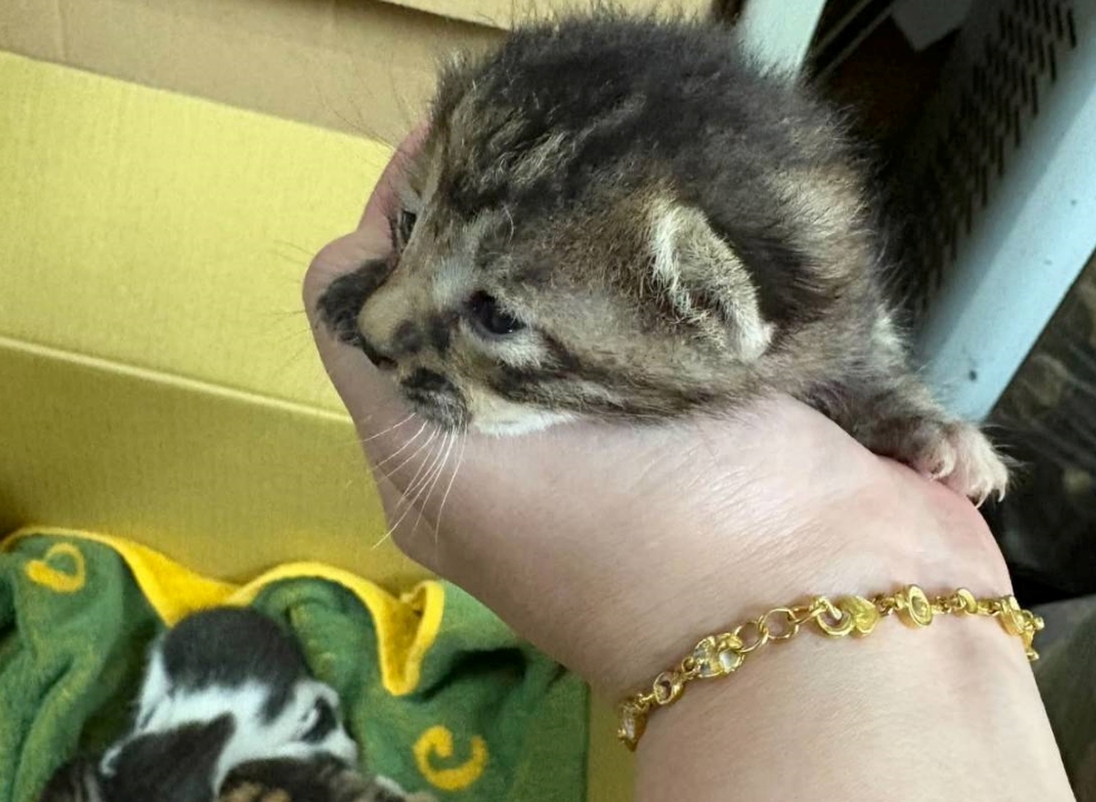  人類氣味的殘留會讓母貓產生警戒