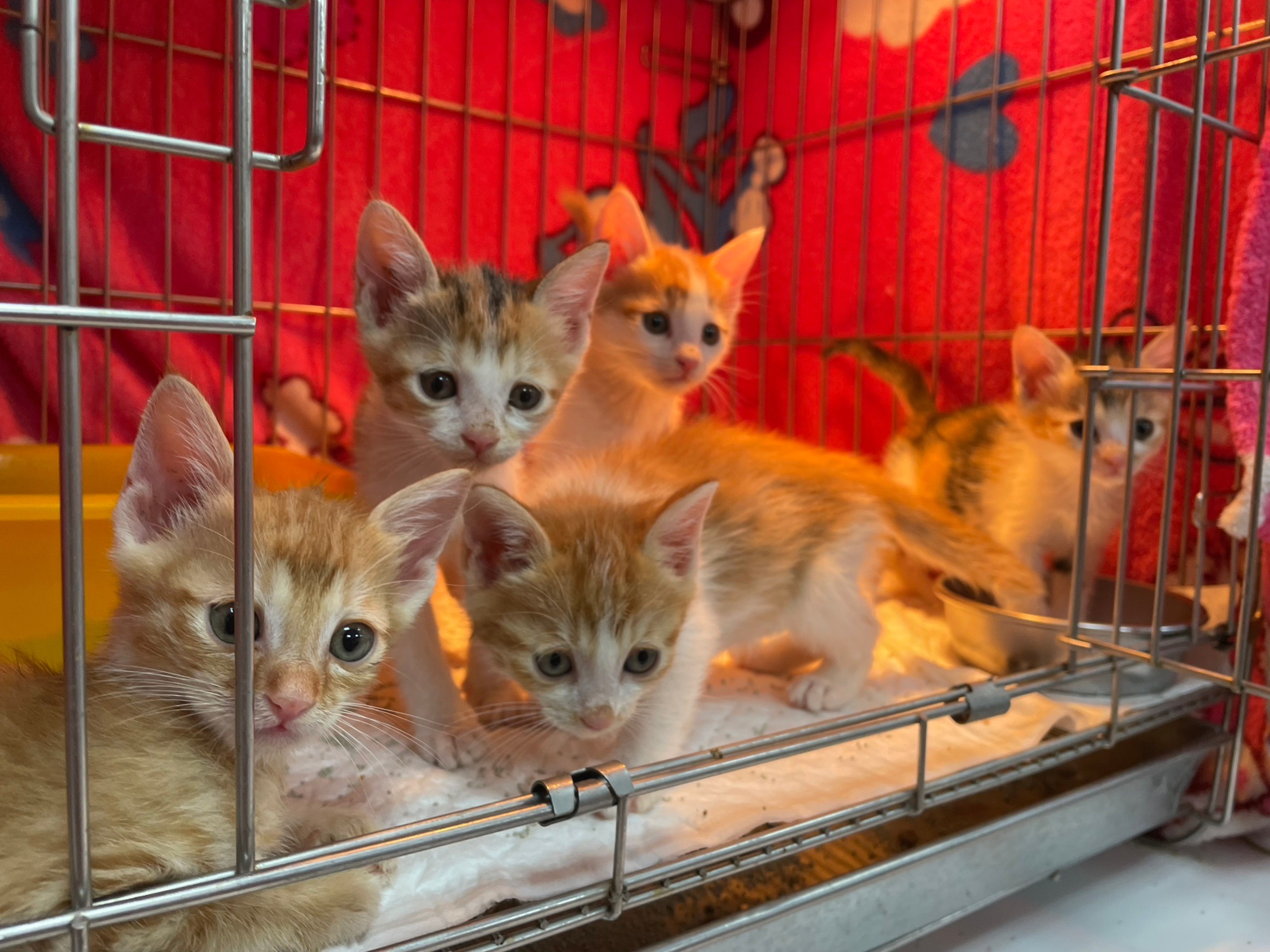 幼貓保暖很重要