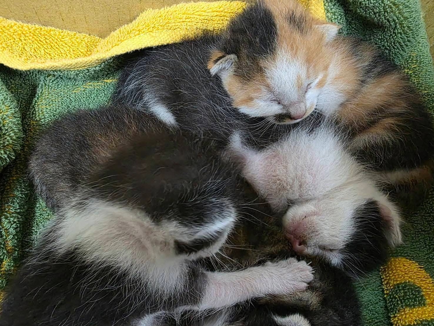  熱心民眾送交5隻奶貓給里長