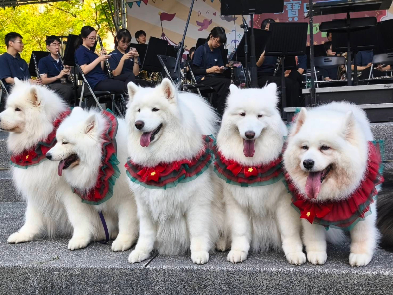 可愛的薩摩耶犬在活動現場聆聽管樂團帶來的演唱