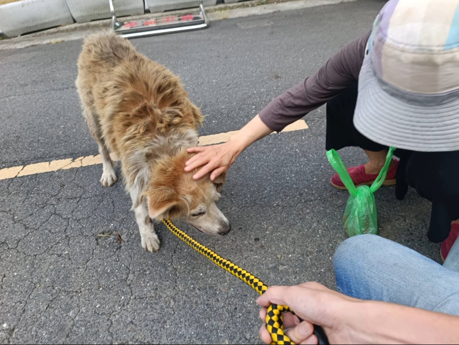  大黃弟剛被救援時