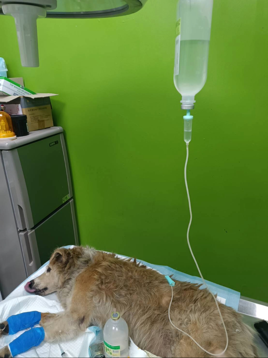 為大黃弟進行治療