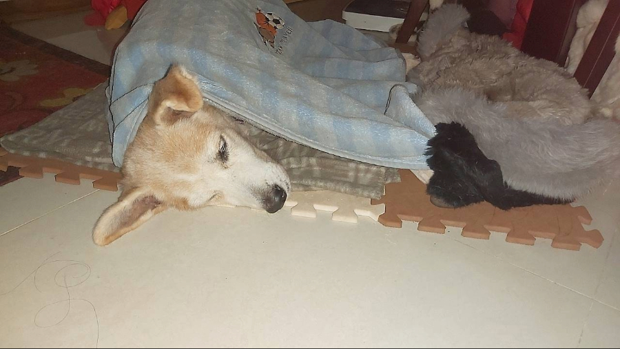 康復後在新家休息