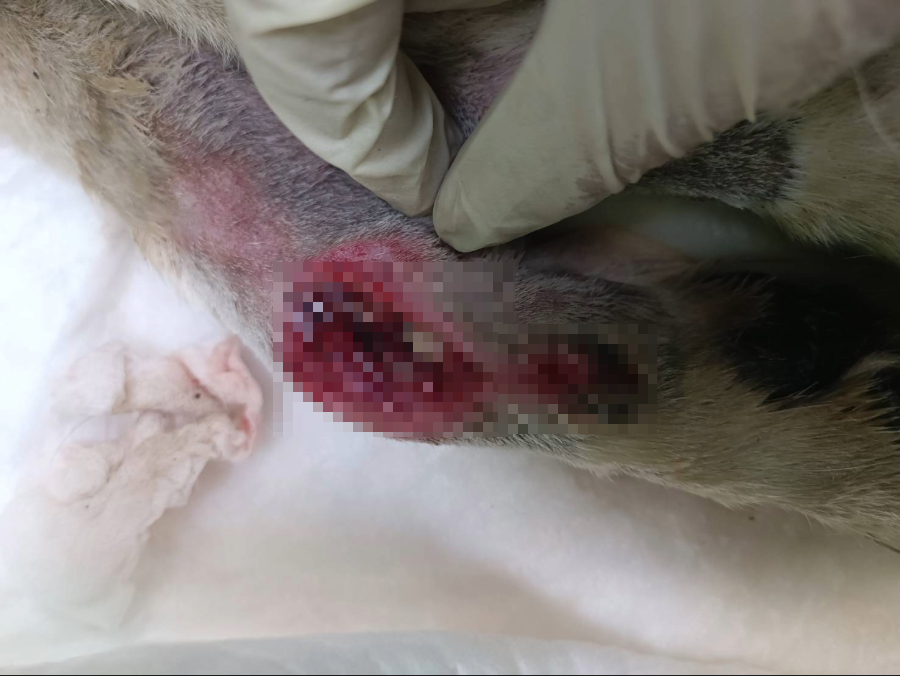 獸醫師進行傷口清創