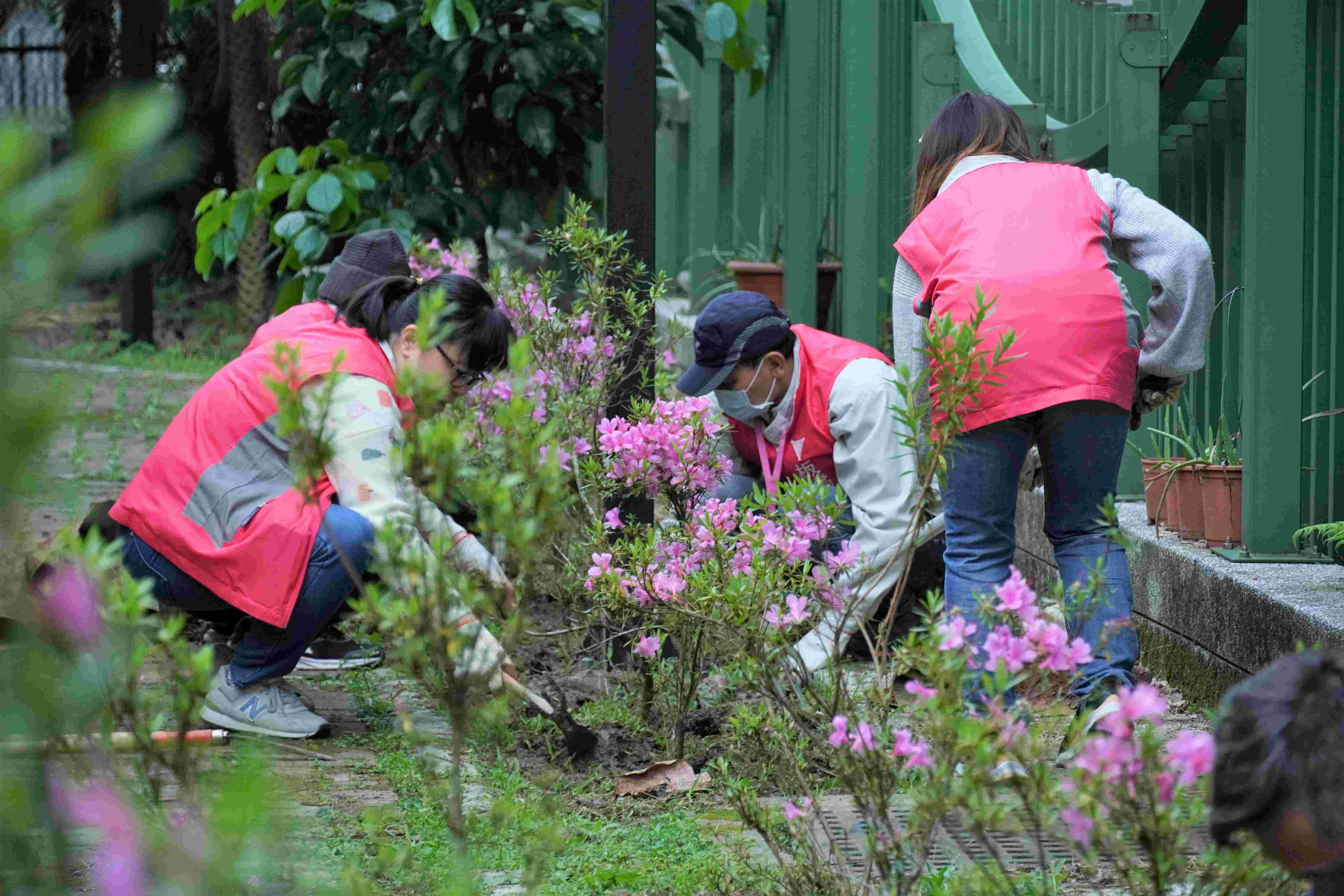 民眾領苗後可至「為地球種下一棵樹—百萬人種百萬樹」官網了解如何種樹