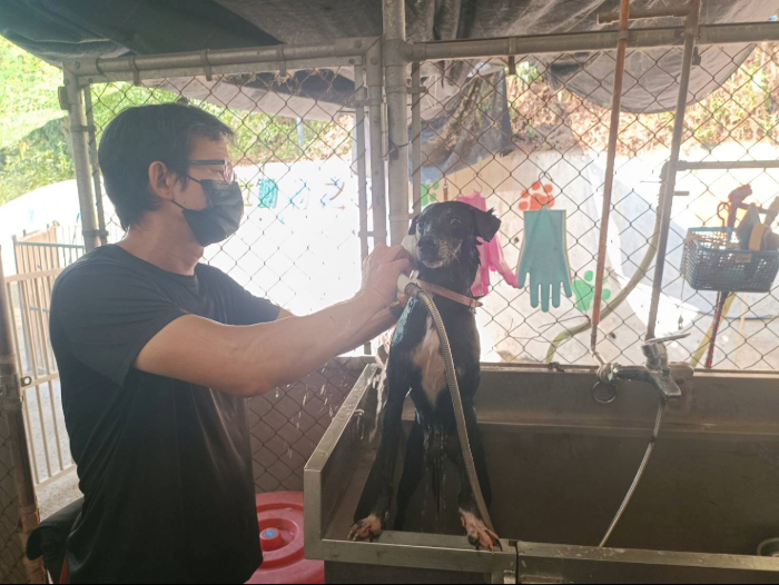  朱俊良長年在動物之家服務幫狗洗澡