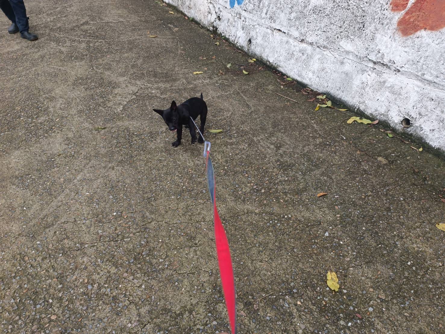  剛入所狗明顯緊張